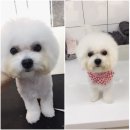 엔젤라독 이미지