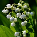 뮤게(muguet) 이미지
