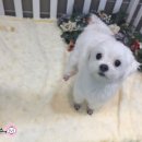 조이풀 그루밍 이미지