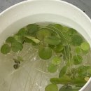 제주사랑약국 | 제주 아라일동수족관 물고기 키우기 리봄아쿠아