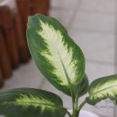 마리안느 이미지