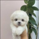 마마스미독 강아지 분양 김해점 이미지