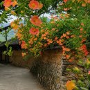 구소석길 | 양산 구소석마을 능소화, 지금 가기 좋은 양산 능소화 명소