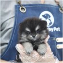 대구강아지분양 도로시펫 이미지