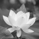 부여궁남지연꽃(흑백) 이미지