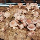 하정농장 이미지