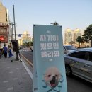 도그민 이미지