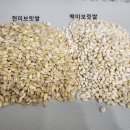 유기농 검정찰보리쌀/ 녹색보리/ 늘보리쌀 /보리차 50% 맛보기 이벤트 이미지