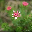 창포 목장 이미지