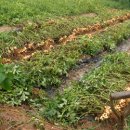 밤두둑농장 이미지