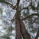 순흥보건지소 이미지