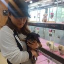 울산 제이앤독 애견샵 이미지