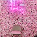 맨앤독 애견카페 | 강아지없이 애견카페에 가고싶다면 나인독스 go !