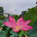 '사라지는 모든 것들은 아름답다' , 서울 종로구 조계사 경내의 연꽃 이미지