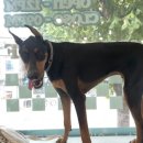 웰컴댕댕 이미지