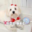 차암-01 | 의정부 강아지 케이크 마이디에서 주문후기🎂