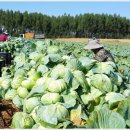 한농 농산물 이미지