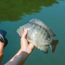 역돔낚시터 이미지