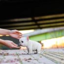 스누피독 miniteacuppuppy 네이버블로그