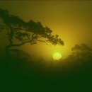 고목나무 이미지