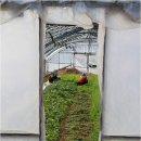 무네미길 이미지