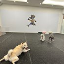 왈왈스쿨 이미지