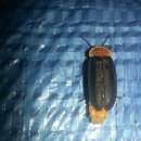 한길타조농장 이미지