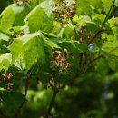 피아노무도장 이미지