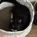 우리펫 | 현대해상 굿앤굿우리펫보험 고양이 구토로 보장받은 후기