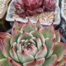 이정농장 이미지