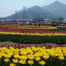 남해 튤립축제와 삼천포 대교 (09.04.11) 이미지