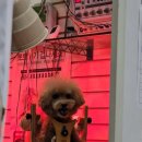 더독 동물병원 이미지