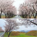 김유신장군로 | 경주 벚꽃 개화 시기 개화상황 숨은 벚꽃 명소 2023/3/23