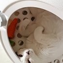 집사는 설이가 잘 자라주길 바래