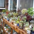 다육세상 이미지