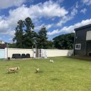 제주네 애견유치원 이미지