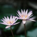 주차74 이미지