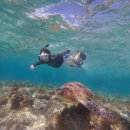 미미여행사 | 필리핀 보홀 자유여행 발리카삭 단독 배 호핑 뚝딱투어 현지업체