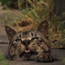 냥이친구 이미지