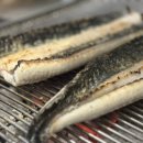 힘센 민물장어 이미지