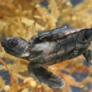 토토의 바다 이미지