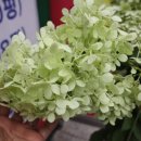 골목통닭 이미지