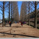 국도24호선가로수 이미지