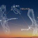 백조농장(2) 네이버블로그