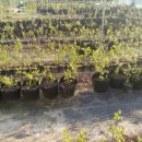 남중동-48 이미지