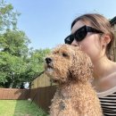 팡팡애견 이미지