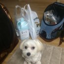 슈가펫살롱 | 대구펫쇼후기 3편 :) 대구애견박람회 / 대구강아지 / 대구애견 / 말티즈