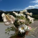 디스베리데이 | 강릉 웨딩스냅 결혼식본식촬영용 부케 꽃집 디스베리데이 플라워스튜디오 견적