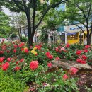 장미의거리5 이미지