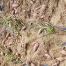 양평-용문-용문-3 이미지